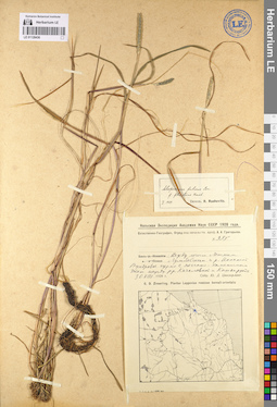 LE 01128436