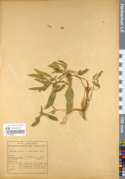 LE 01129005