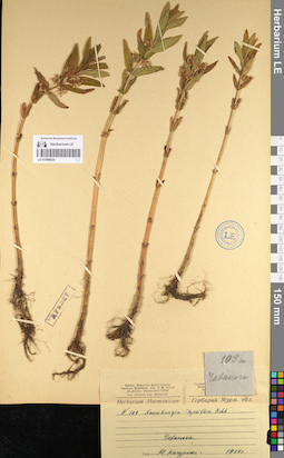 LE 01098834