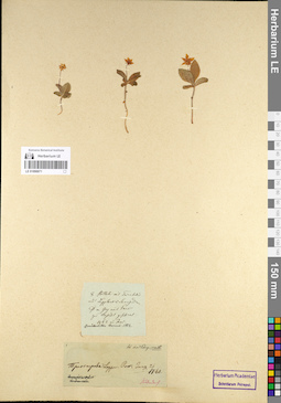 LE 01098871