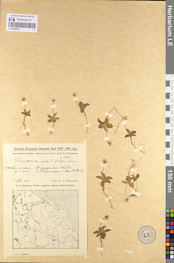 LE 01098915
