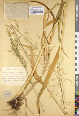 LE 01128206
