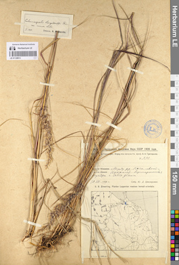 LE 01128913
