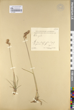 LE 01128993