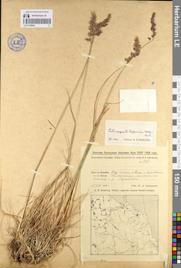LE 01129038