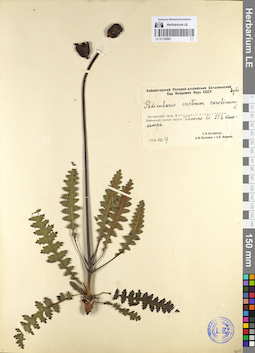 LE 01129063