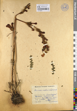 LE 01129075