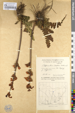 LE 01129085