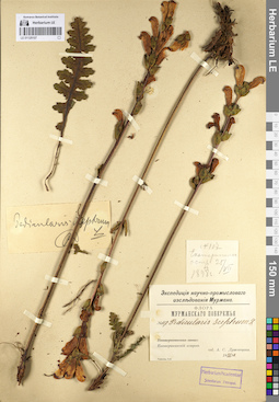 LE 01129107