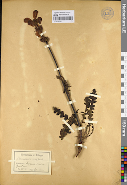 LE 01129124