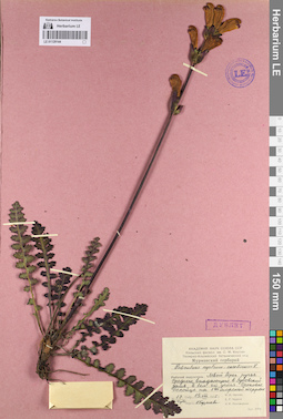 LE 01129144