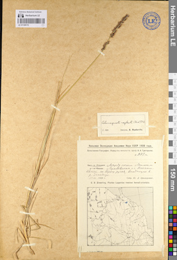 LE 01129172