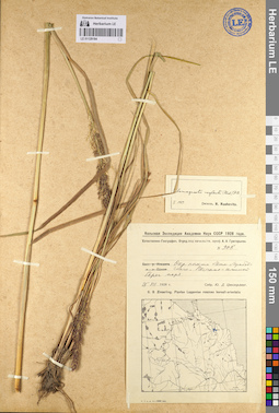 LE 01129184