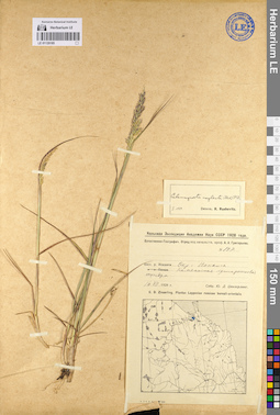 LE 01129185