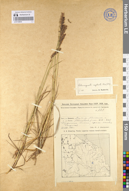 LE 01129234