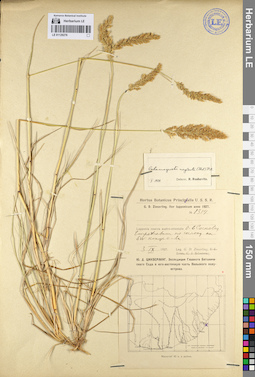 LE 01129276