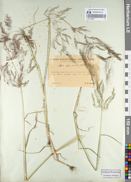 LE 01129334