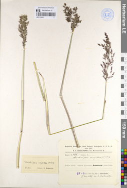 LE 01129431