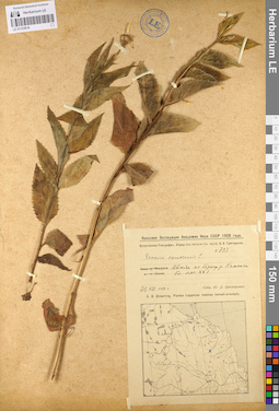 LE 01103618