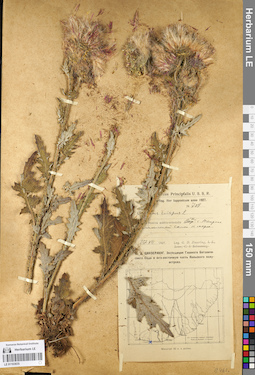 LE 01103835