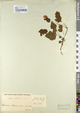 LE 01132709