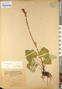 LE 01103638