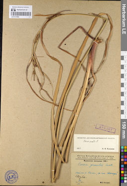 LE 01131852