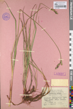 LE 01131894