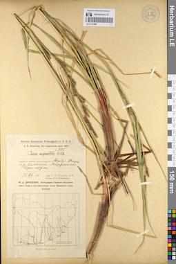 LE 01131996