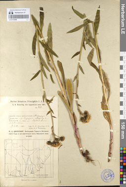 LE 01133056