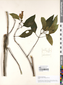 LE 01077046