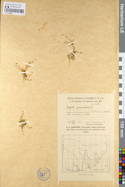 LE 01105884
