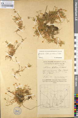 LE 01105935