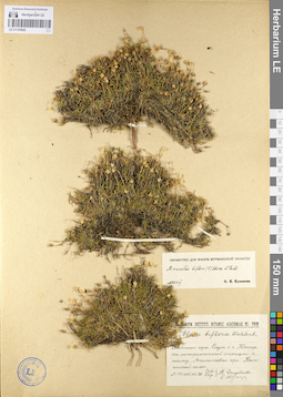 LE 01105942