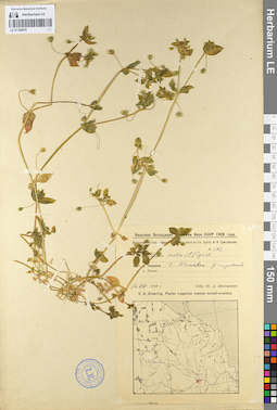 LE 01105976