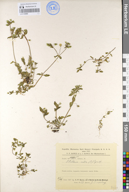 LE 01105980