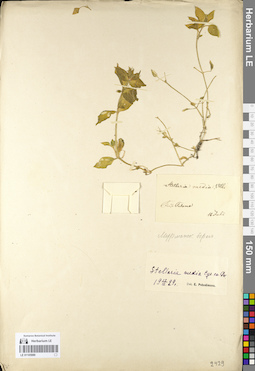 LE 01105989