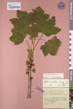 LE 01113809