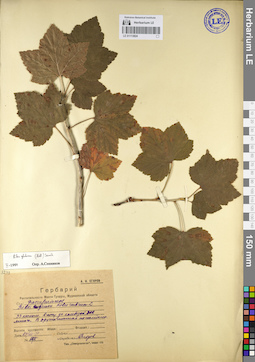 LE 01113824
