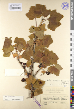LE 01113877