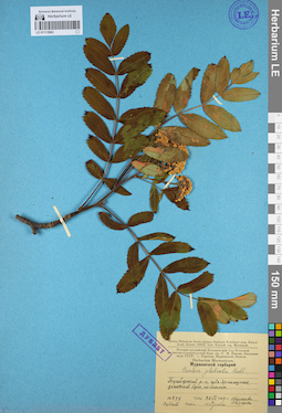 LE 01113962