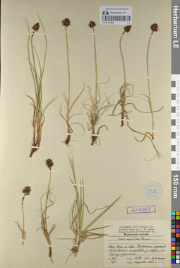 LE 01133605