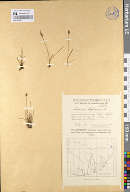 LE 01135020
