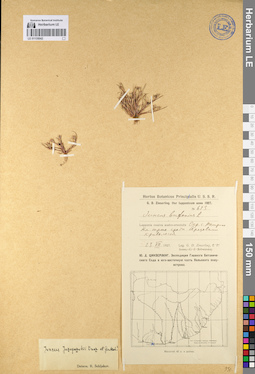 LE 01135042