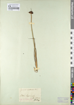 LE 01135062