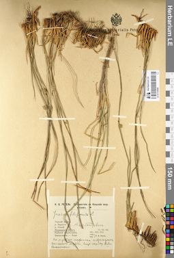LE 01135086