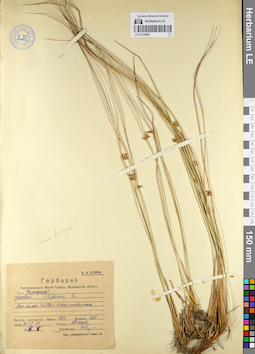LE 01135090