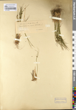 LE 01135338