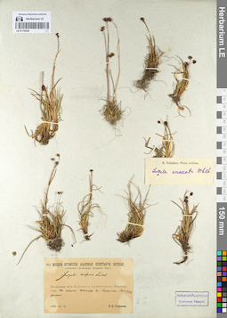 LE 01135438