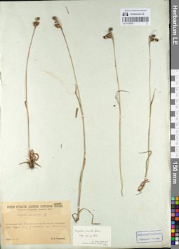 LE 01135579